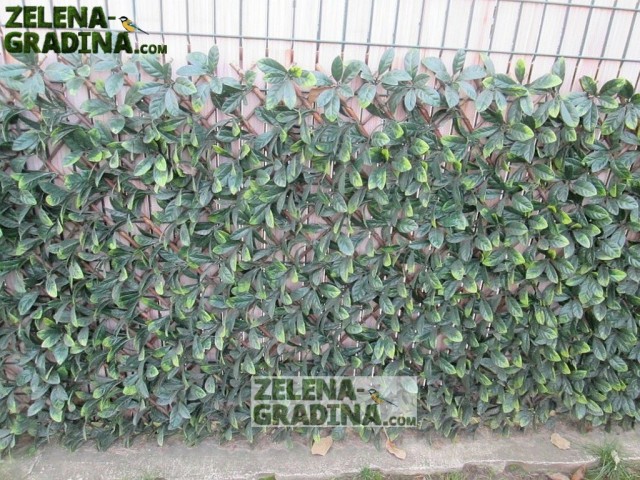 MZ 186006A Декоративна ограда „ХАРМОНИКА ЛУКС"; Височина H=1.0 x дължина L=2.0m, цвят: Зелен 